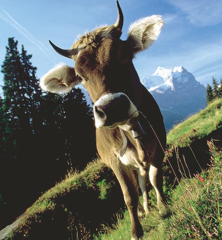 Mountain Lodge Urweider Innertkirchen Luaran gambar
